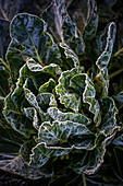 A head of lettuce on a frosty morning.