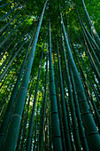 Low angle view of trees in bamboo forest