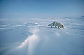 Arctic Fox (Alopex lagopus) smelling snow, Ellesmere Island, Nunavut, Canada