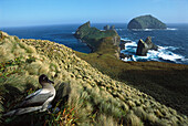 Light-mantled Albatross (Phoebetria palpebrata) on nesting bluffs overlooking weather-beaten south coast, Monument Harbour, Campbell Island, New Zealand