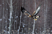 Golden Eagle (Aquila chrysaetos) flying, Carpathian Mountains, Poland