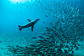 Galapagos Sea Lion (Zalophus wollebaeki) hunting fish, Rabida Island, Galapagos Islands, Ecuador