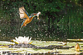 Common Kingfisher (Alcedo atthis) flying with fish prey, Netherlands