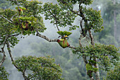 Staghorn Fern (Platycerium ridleyi) group on tree, Sarawak, Borneo, Malaysia