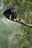 White-handed Gibbon (Hylobates lar) sitting in tree, native to southeast Asia