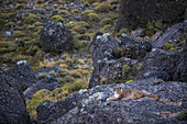 Puma (Puma concolor puma) adult, resting on rocks in mountain habitat, Torres del Paine N.P., Southern Patagonia, Chile, March