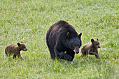 Black Bear (Ursus americanus) sow and two chocolate cubs of the year or spring cubs, Yellowstone National Park, Wyoming, United States of America, North America