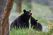 Black Bear (Ursus americanus), sow and yearling cub, Yellowstone National Park, Wyoming, United States of America, North America