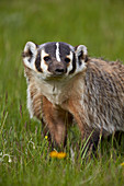American Badger (Taxidea taxus), Yellowstone National Park, Wyoming, United States of America, North America