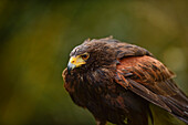 Harris hawk, United Kingdom, Europe