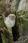 Little owl (Athene noctua), Yorkshire, England, United Kingdom, Europe