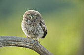 Little owl (Athene noctua), Yorkshire, England, United Kingdom, Europe