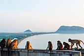 Macaque monkey (Macaca), Khao Chong Krajok, Prachuap Kiri Khan, Thailand, Southeast Asia, Asia