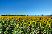 Sonnenblumen, Valensole, Provence-Alpes-Côte d'Azur, Frankreich