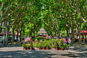 Flower market, Paul Riquet alley, Beziers, Languedoc-Roussilon, France