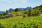 Suzette, Dentelles de Montmirail, Vaucluse, Provence-Alpes-Cote d'Azur, France