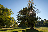 old tree in the palace park Belvedere, Weimar, Thuringia, Germany