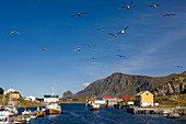 Hafen von Nykvåg mit Fischerbooten, Möwen und bunten Häusern, Inselgruppe Vesterålen, Nordland, Norwegen, Skandinavien