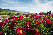 flowers, Laufen, near Sulzburg, Markgraeflerland, Black Forest, Baden-Wuerttemberg, Germany