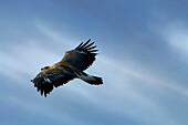 Golden Eagle (Aquila Reale), Dolomites, Auronzo, Cadore, Veneto, Alps, Italy