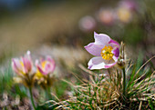 Pulsatilla vernalis blossom, Torrenzuolo, Valtartano, Valtellina, Lombardy, Italy