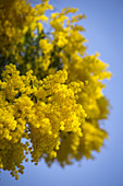 Detail of Mimosa flower