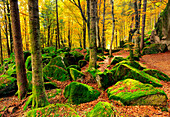 Moss adds a splash of colour to the forest in Autumn, Bagni Masino, Italy