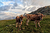 Cows grazing in Valmalenco, Lombardy, Italy