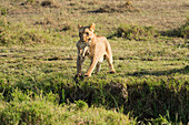 Lioness jumping a ditch with the pup in her mouth photographed in the Masai mara