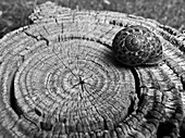 concentric rings of a tree recall the design of the shell of a snail