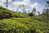 Tea fields plantations around Ella, Sri Lanka, Asia
