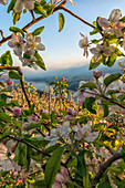 Italy, Trentino, Non Valley, apple flowering at St. Giustina Lake .