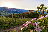 Italy, Trentino, Non Valley, apple blossom in Thun Castle.