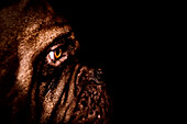 Dogue de Bordeaux portrait , dog