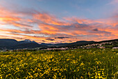 Italy, Trentino Alto Adige, sunset on the prairies of Non  valley covered with yellow flowers.