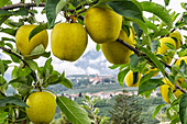 Italy, Trentino Alto Adige, golden apples from Non valley and background see Valer Castel.