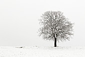 Italy, Trentino Alto Adige, Non Valley, lone apple tree in a winter day.