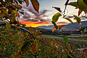 Italy, Trentino Alto Adige, apple from Non valley and background see Brenta group at sunset.