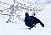 Stelvio National Park, Lombardy, Italy.Grouse