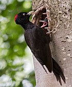 Adamello Natural Park, Lombardy, Italy.Black Woodpecker