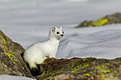 Stelvio National Park, Lombardy, Italy.Ermine