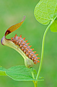 Zerynthia polyxena, Casareggio, Liguria, Italy