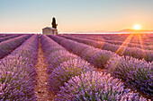 Valensole Plateau, Provence, France. Sunrise in a lavender field in bloom with lonely rural house and cypress tree, sunburst.