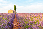 Valensole Plateau, Provence, France. Sunset in a lavender field in bloom