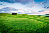 Tuscany, Val d'Orcia, Italy. Cypress trees in green meadow field with clouds gathering meadow field at sunset