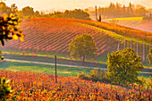 Castelvetro di Modena, Emilia Romagna, Italy. vineyards in Autumn