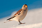 Snow finch, Trentino Alto-Adige, Italy