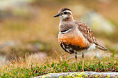 Eurasian dotterel, Trentino Alto-Adige, Italy