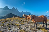Horses on a plateau on the Ecrins, in front of the Aiguille d'Arves, Ecrins, Savoie, France