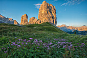 Cinque Torri mountains at sunset with violet flowers on the foreground, Dolomites, Veneto, Italy